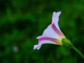 风中的花瓣在线观看,浪漫邂逅，命运交织的青春旋律  第3张